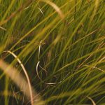 a close up of some grass with a sky in the background