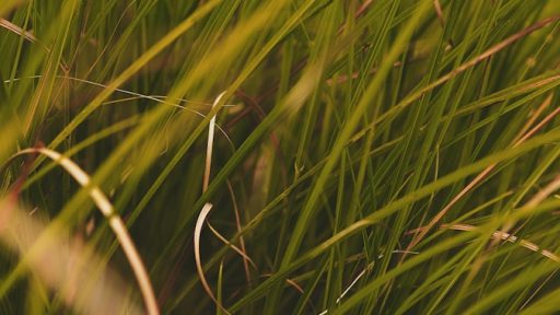 a close up of some grass with a sky in the background