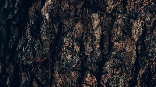 a close up of the bark of a tree