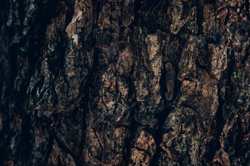 a close up of the bark of a tree