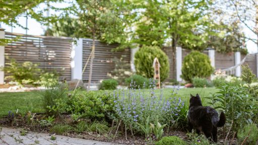 A black cat walks through a lush garden