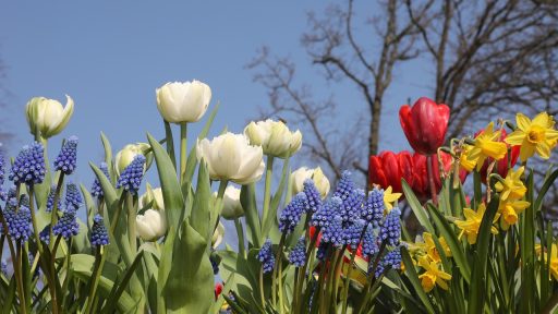 Bloembollen klaargelegd in de tuin voor het planten in september