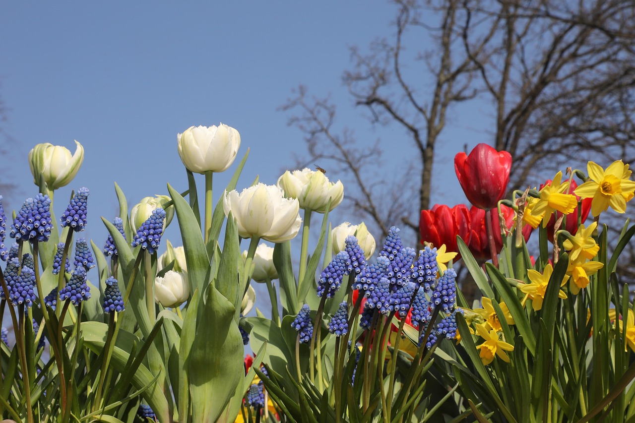 Bloembollen klaargelegd in de tuin voor het planten in september