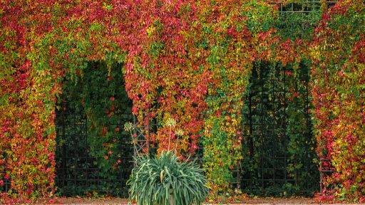 Een houten pergola in een landelijke tuin met klimplanten en bakstenen gevel op de achtergrond
