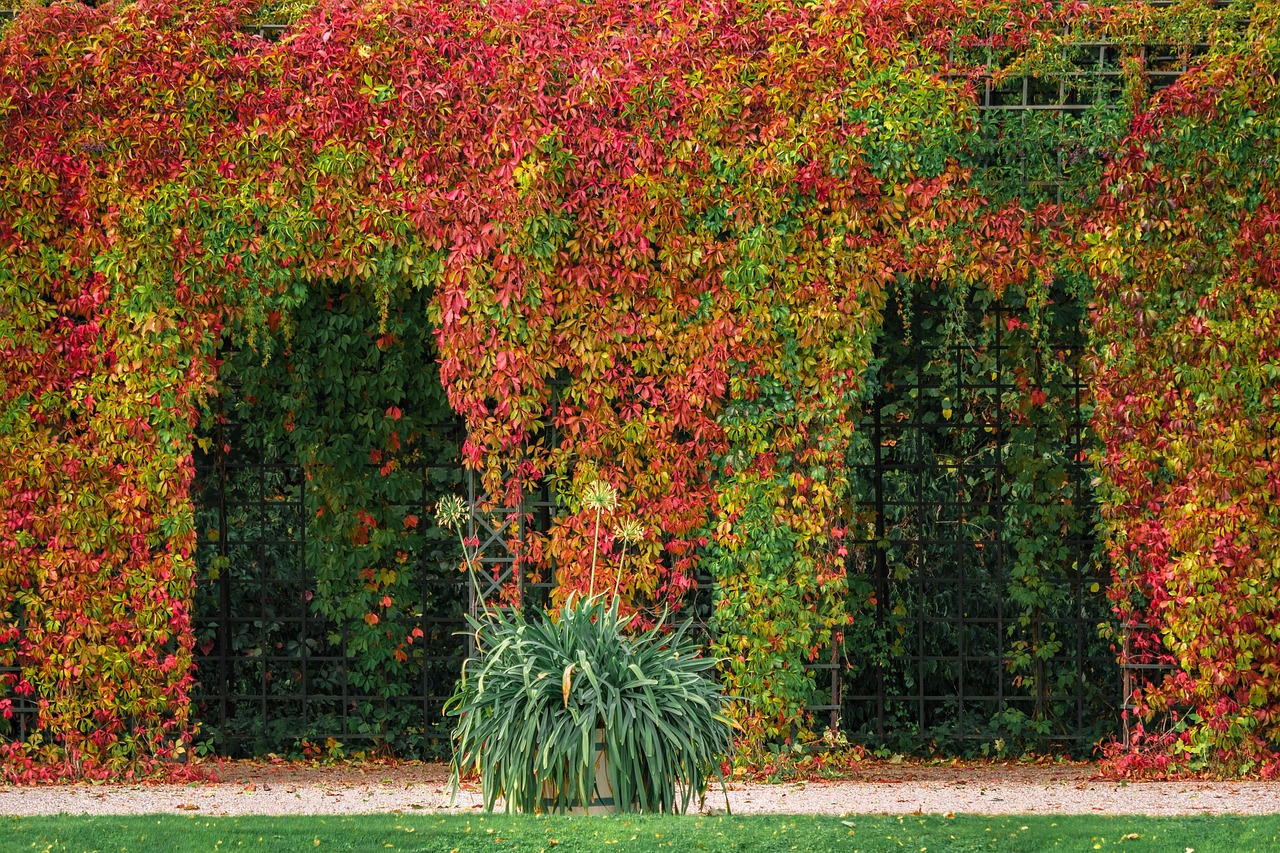 Een houten pergola in een landelijke tuin met klimplanten en bakstenen gevel op de achtergrond